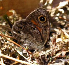 Lasiommata petropolitana