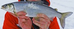 Coregonus artedi