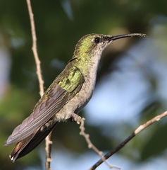 Anthracothorax dominicus