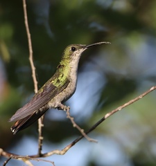 Anthracothorax dominicus
