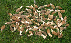 Morchella americana