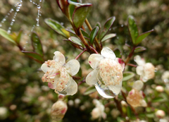 Neomyrtus pedunculata