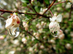 Neomyrtus pedunculata
