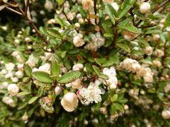 Neomyrtus pedunculata