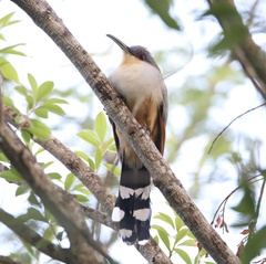 Coccyzus longirostris