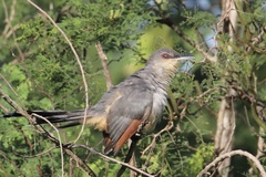 Coccyzus longirostris