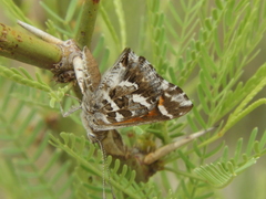Aricoris signata
