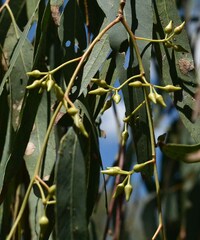 Eucalyptus camaldulensis × tereticornis