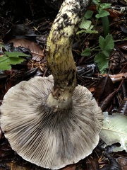 Gomphidius oregonensis