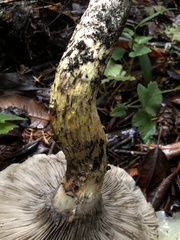 Gomphidius oregonensis