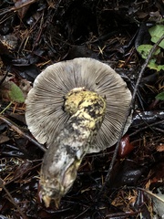 Gomphidius oregonensis