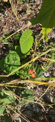 Solanum lycopersicum cerasiforme