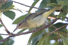 Vireo altiloquus