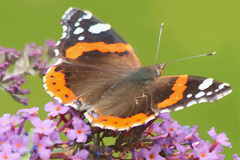 Vanessa atalanta atalanta