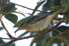 Vireo altiloquus
