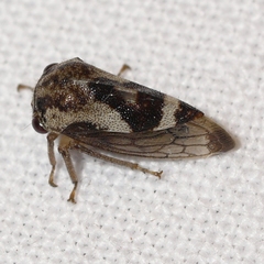 Cyrtolobus