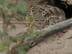 Liolaemus wiegmannii