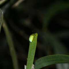 Calomela pallida
