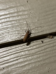 Knulliana cincta spinifera