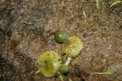 Gliophorus psittacinus