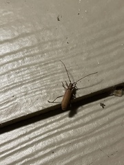 Knulliana cincta spinifera