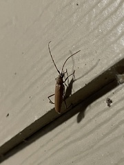 Knulliana cincta spinifera