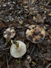 Gomphidius oregonensis