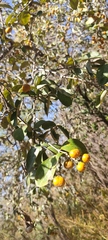 Celtis pallida