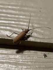 Knulliana cincta spinifera