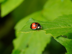 Coelophora biplagiata