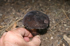 Tylopilus alboater