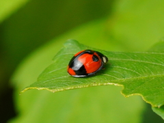 Coelophora biplagiata