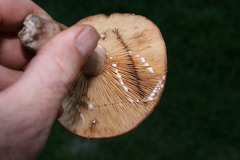 Lactarius peckii