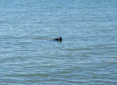 Trichechus manatus latirostris