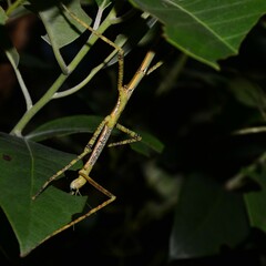 Anchiale austrotessulata