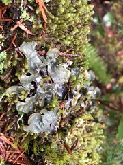 Peltigera neopolydactyla