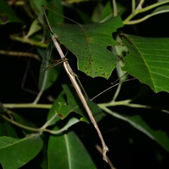 Anchiale austrotessulata