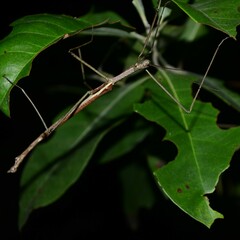 Anchiale austrotessulata