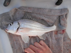 Haemulopsis leuciscus