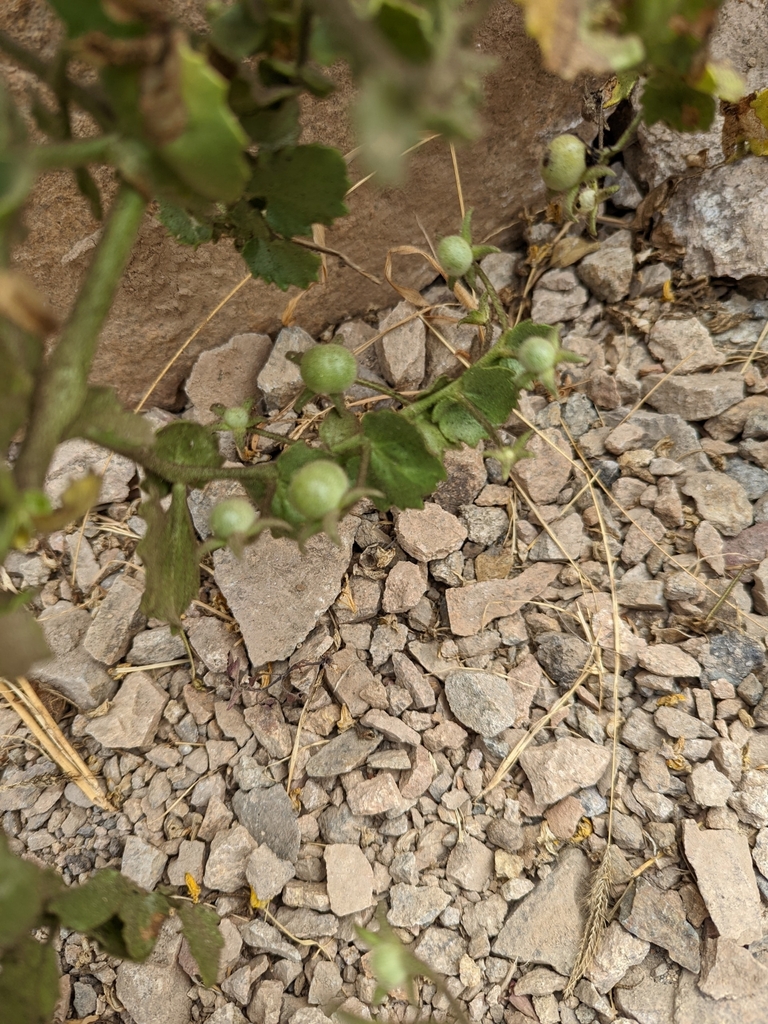 Solanum pennellii from Canta, PE-LR, PE on December 8, 2022 at 09:14 AM ...