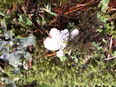 Peltigera neopolydactyla