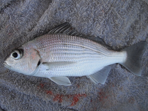 Yellowstripe grunt (Haemulopsis axillaris) — Haemulidae — 2