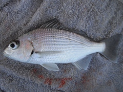 Haemulopsis axillaris