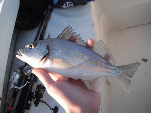 Yellowstripe grunt (Haemulopsis axillaris) — Haemulidae — 4