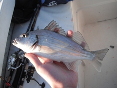 Haemulopsis axillaris