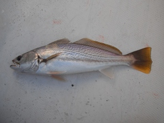 Cynoscion reticulatus