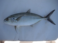 Caranx caballus