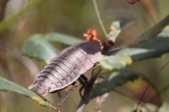 Polyzosteria limbata