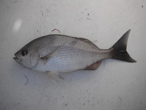 Brassy grunt (Microlepidotus brevipinnis) — Haemulidae — 2