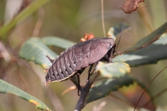 Polyzosteria limbata